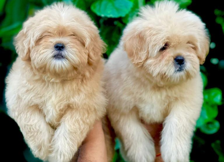 Lhasa Apso puppies for sale in Bangalore