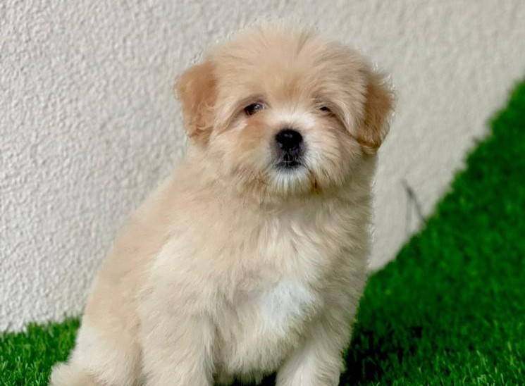 Lhasa Apso price in Bangalore