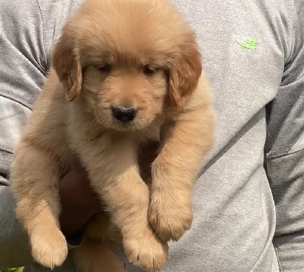 Golden Retriever pet store in India