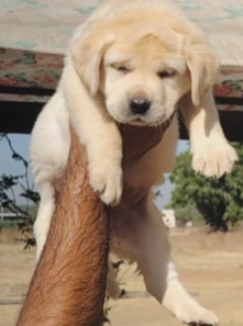 Labrador Retriever puppy in pune