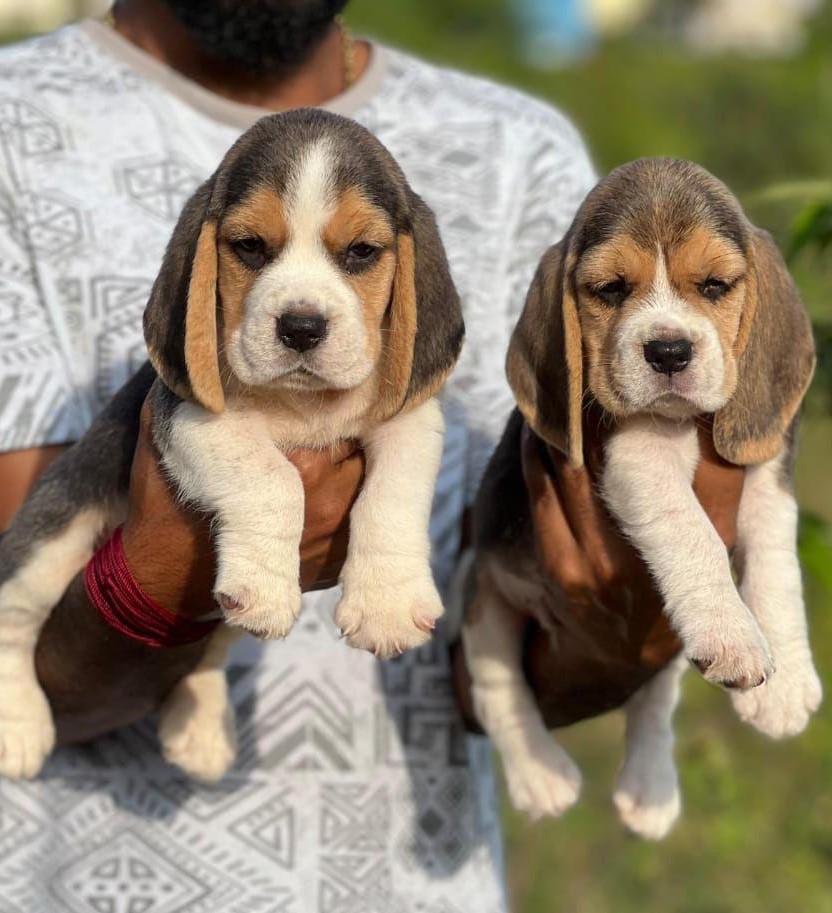 Beagle price in India