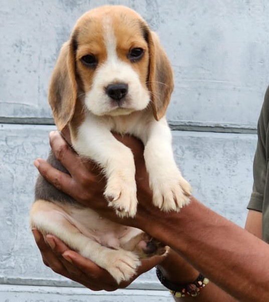 Beagle male puppy price in India