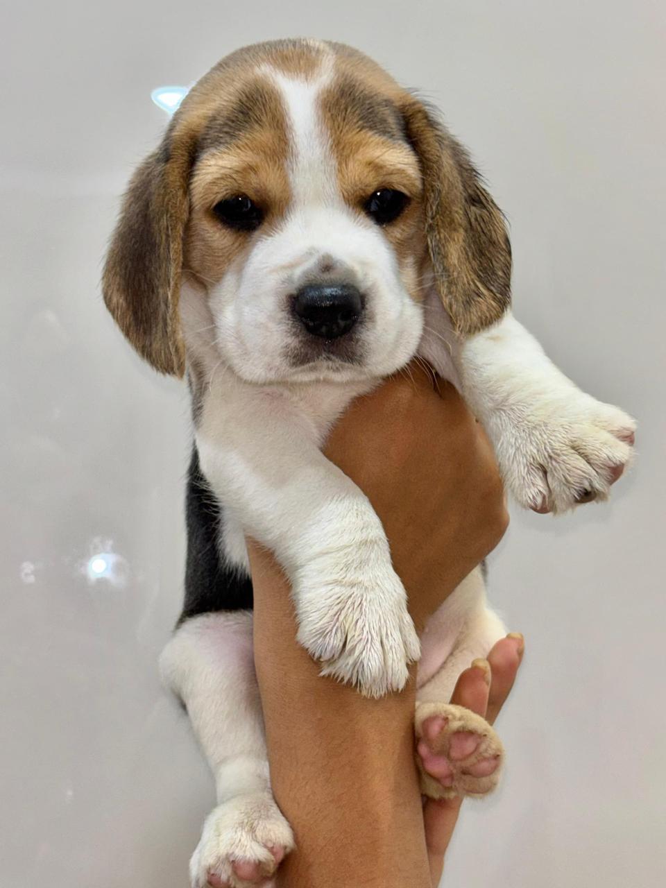 Beagle dog price in India