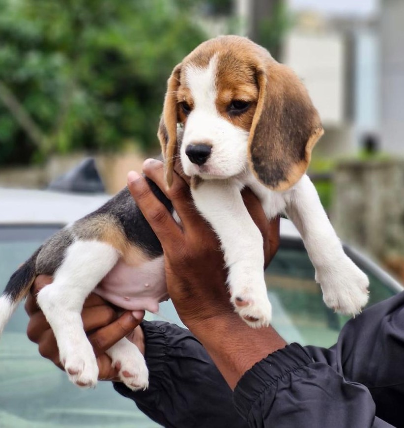 Beagle dog for sale in India