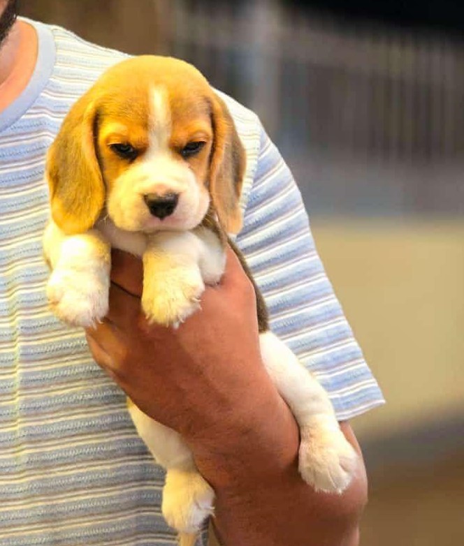 Beagle pet shop in India
