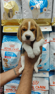 Beagle dog in Pune