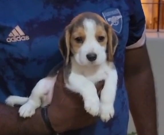 Beagle dog breeder in Pune