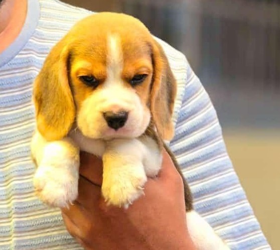 Beagle online purchase in pune
