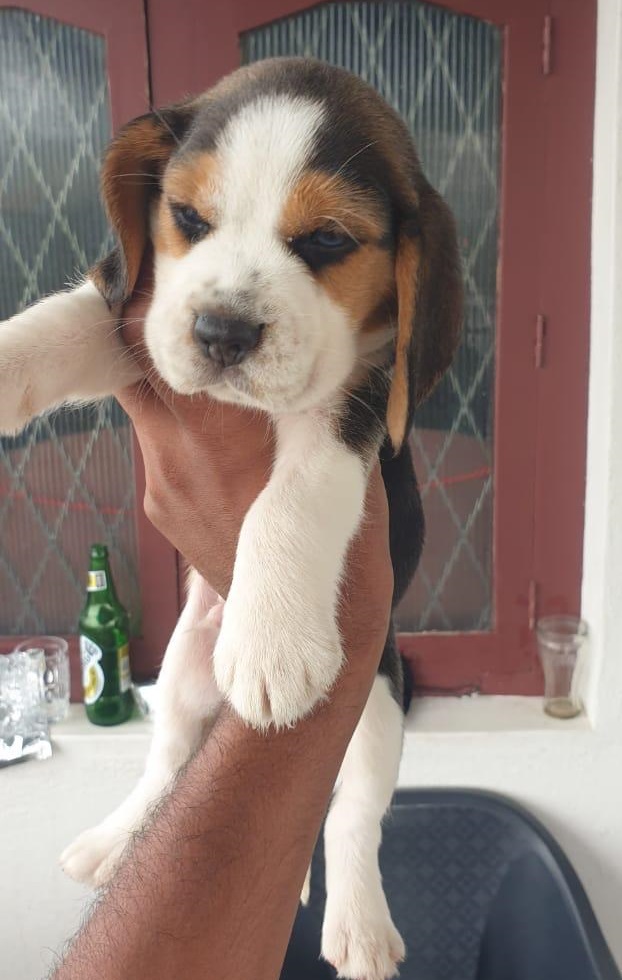 Beagle dog kennel in Pune