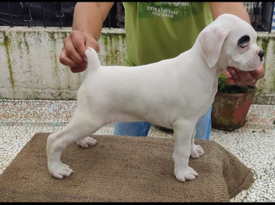 buy Boxer puppy online in India