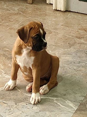 boxer puppy price in pune