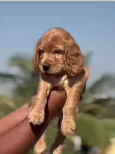 Cocker Spaniel price in Moshi-Pune