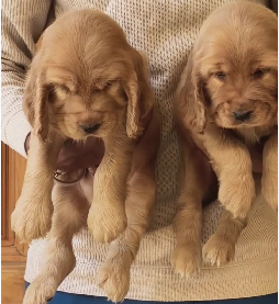 Healthy cocker spaniel dog for sale in bangalore