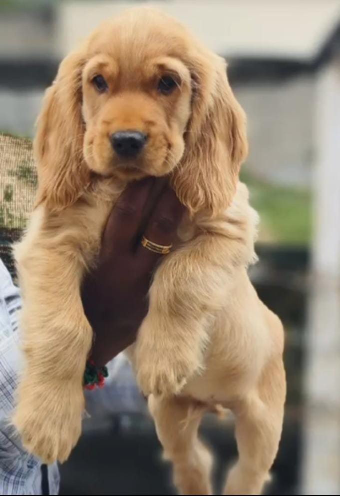 Cocker Spaniel dog price in India