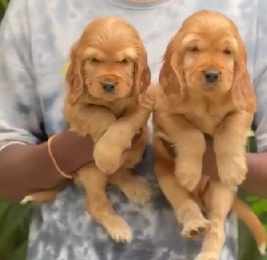 Cocker Spaniel pet shop in India
