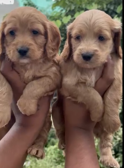 Cocker Spaniel price in Pune