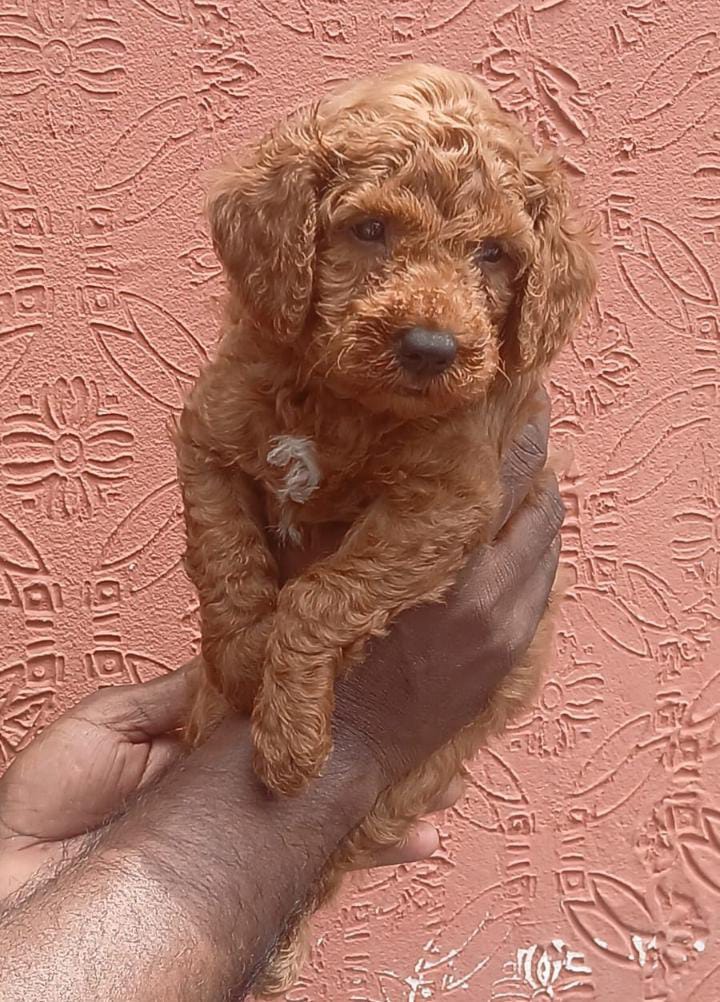 Cocker Spaniel dog breed price in Pune