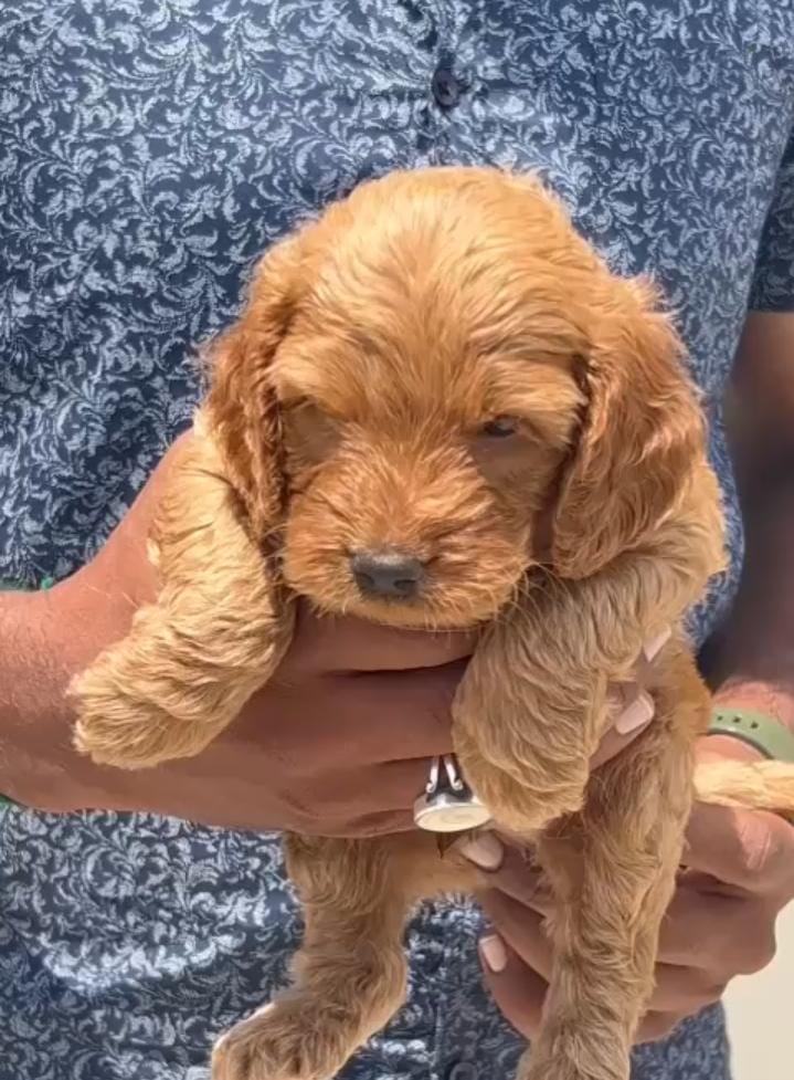 Cocker Spaniel dog breeder in Pune