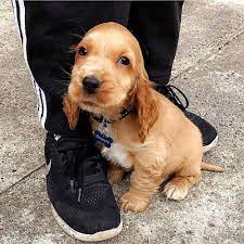 Cocker Spaniel online purchase in Pune