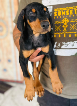 Doberman puppy online purchase in Bangalore
