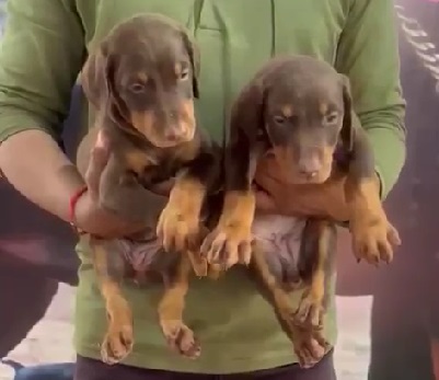 Doberman dog price in India