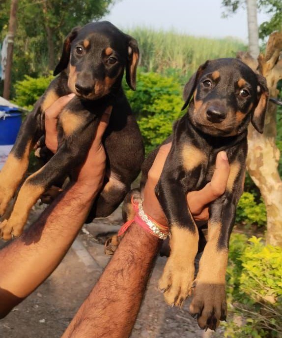 Doberman dog for sale in India