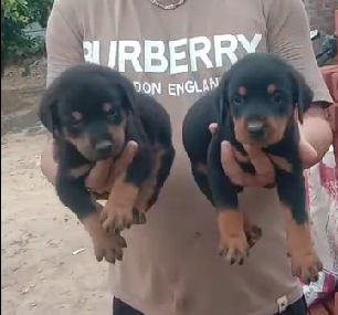 Doberman dog kennel in India