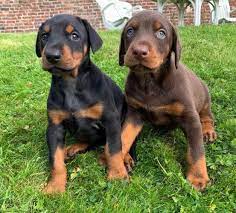 Doberman online pet store in India