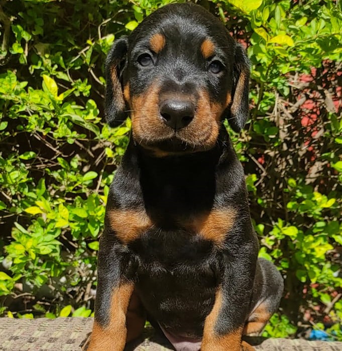 Doberman male puppy price in India