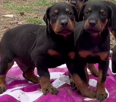 Doberman puppies price in India