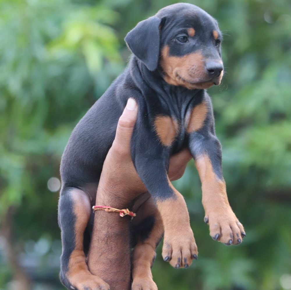 Buy Doberman online in India