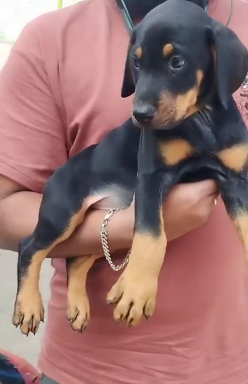 Doberman puppy in Shivaji Nagar - Pune