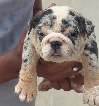 English Bulldog puppies for sale in Bangalore