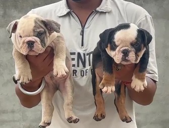 English Bulldog online purchase in Bangalore