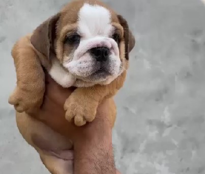 English Bulldog dog breeders in Bangalore