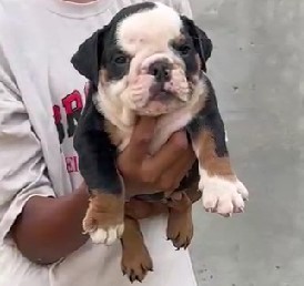 English Bulldog dog price in Bangalore