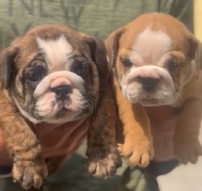 English Bulldog dog for sale in Bangalore