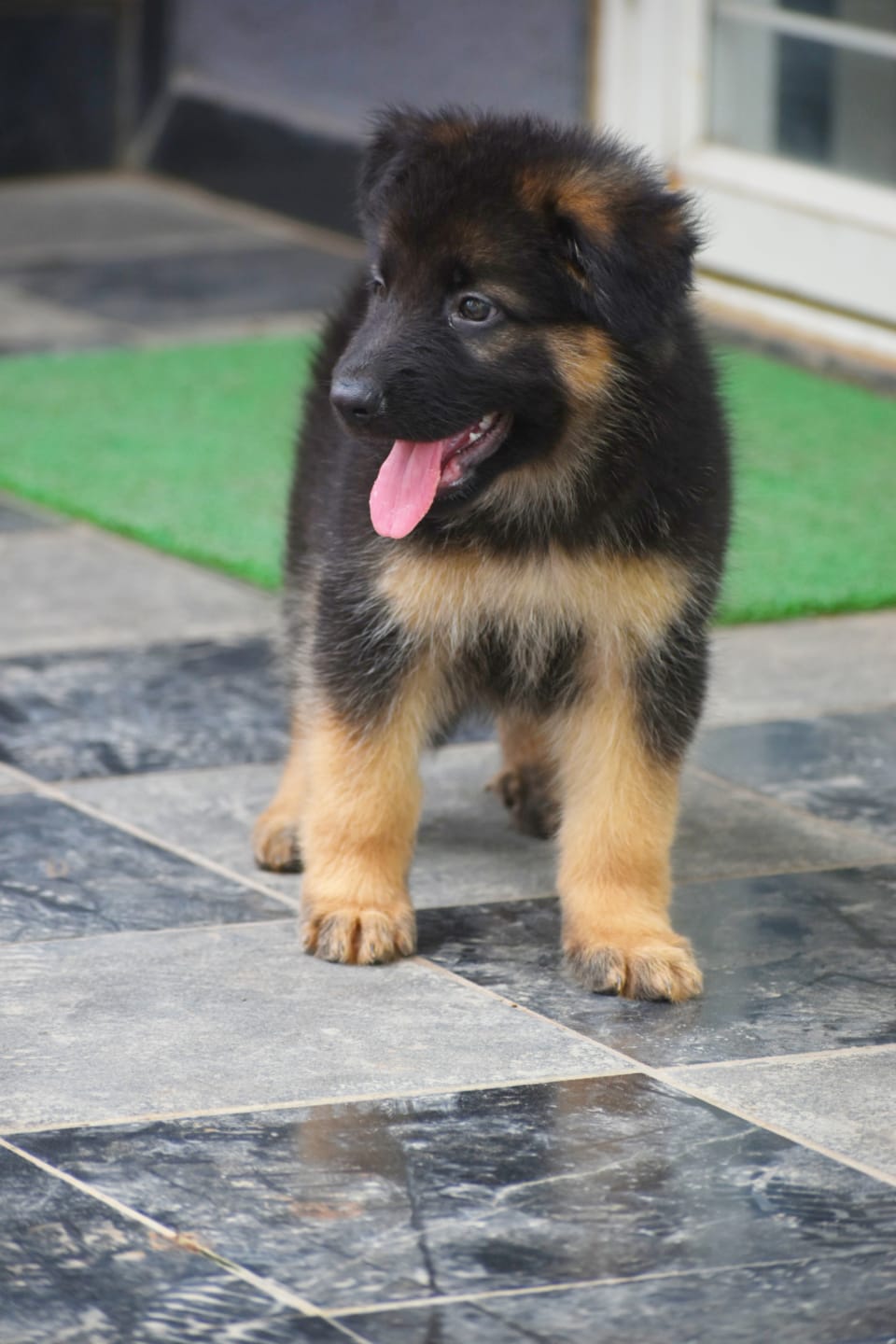 German Shepherd pet store in India