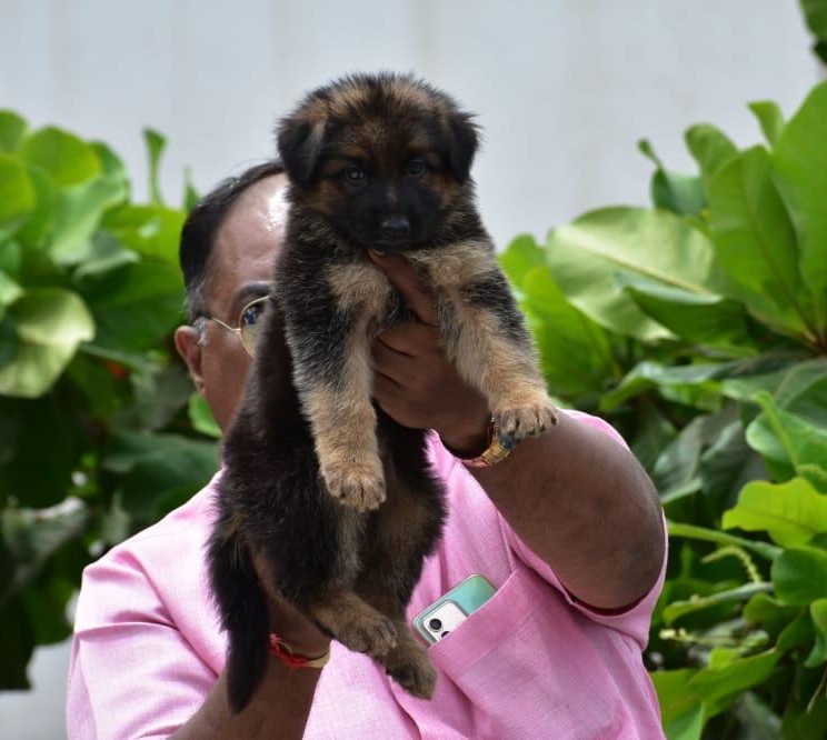 german shepherd dog price in pune.