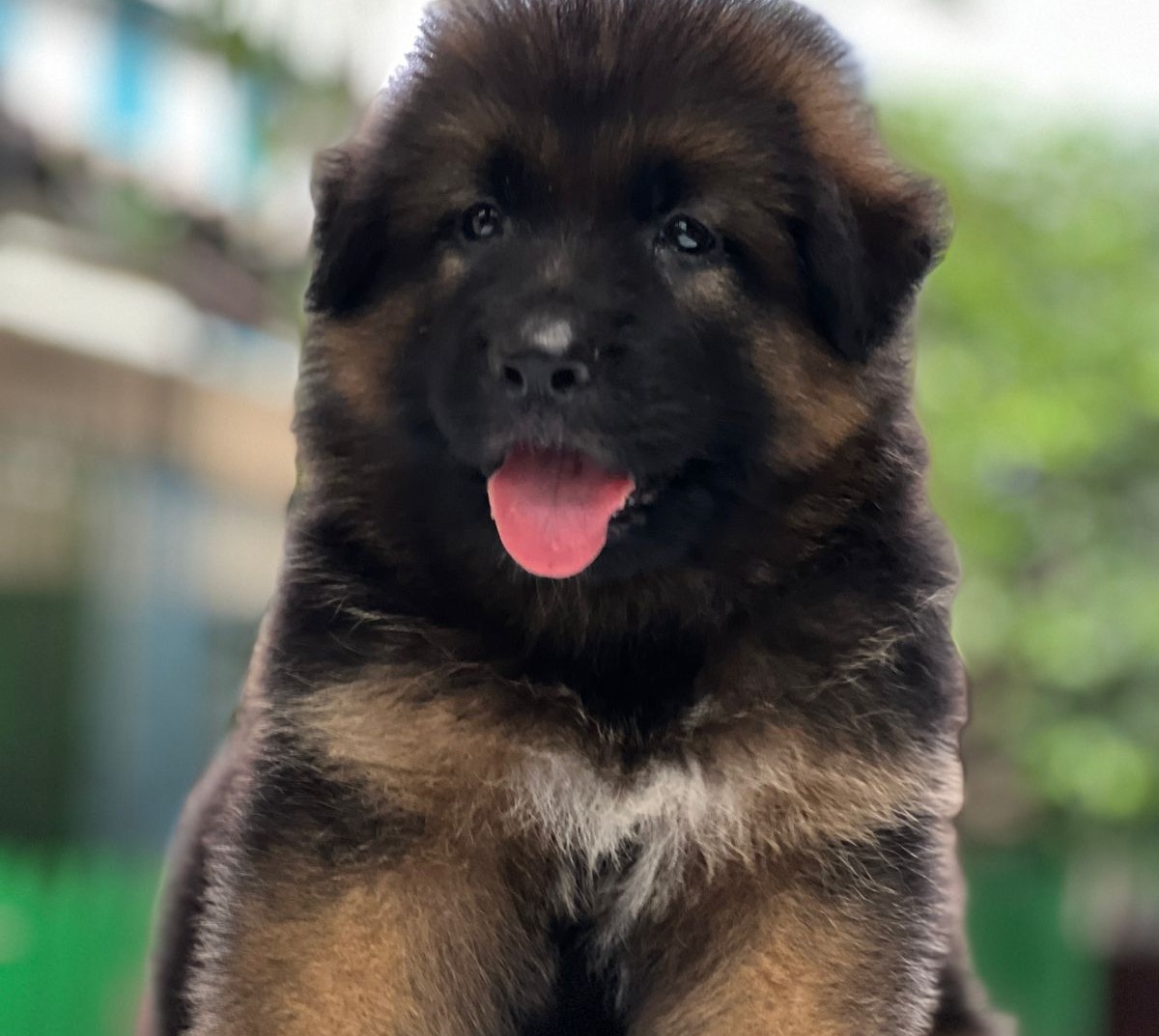 german shepherd puppy price in pune.