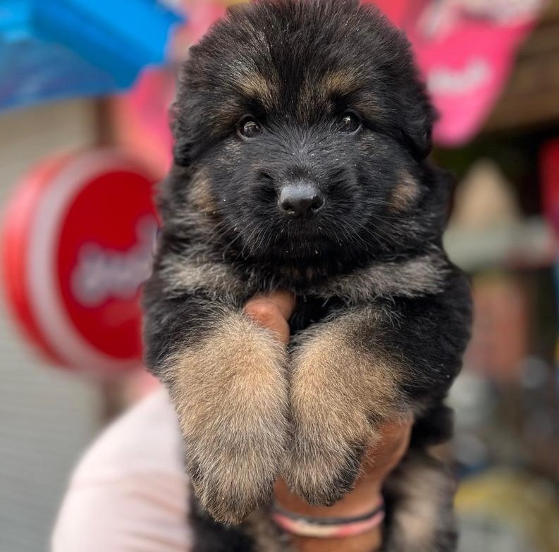 German Shepherd dog for sale in pune
