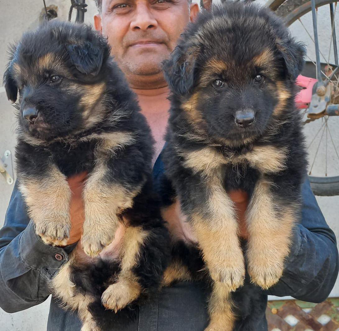German Shepherd male puppy price in India