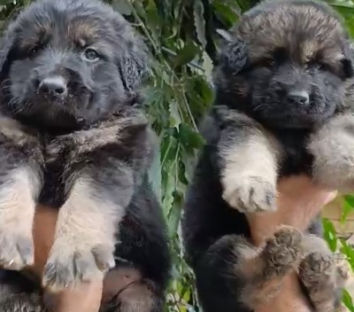 German Shepherd dog for sale in India