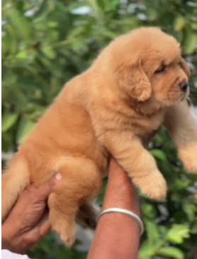 Golden Retriever price in Pimpri Chinchwad - Pune 