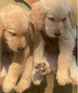 KCI Register Golden Retriever dog for sale In Bangalore