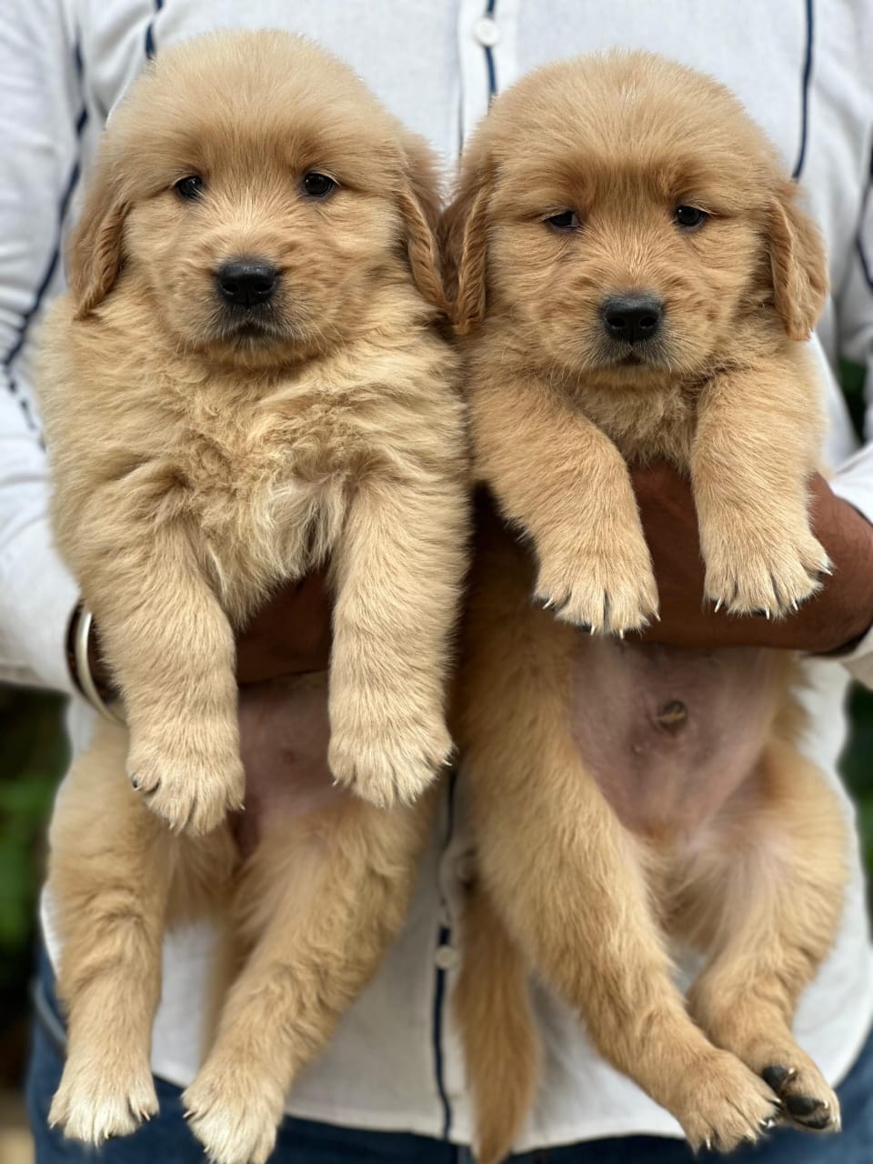 Golden Retriever price in India