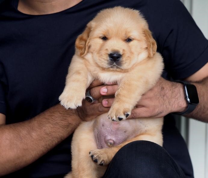 buy Golden Retriever puppy online in India