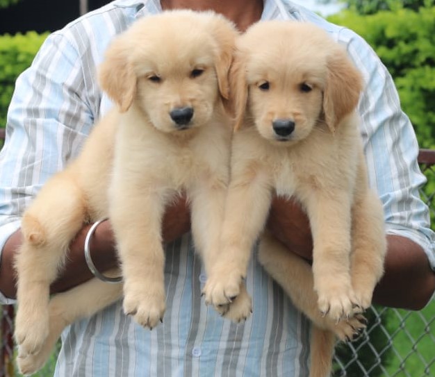 Golden Retriever dog kennel in India