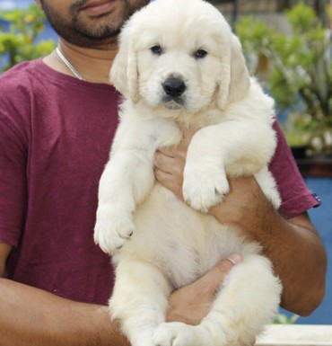 Golden Retriever male puppy price in India