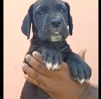 Great Dane online pet store in India